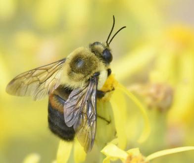 This simple trick could help you to save an endangered bumble bee