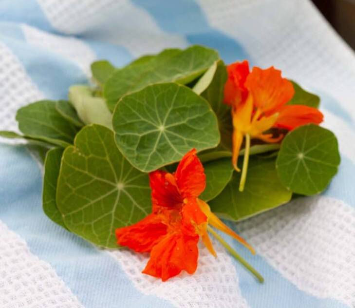 Edible Nasturtiums: Pretty Powerhouses of Flavor