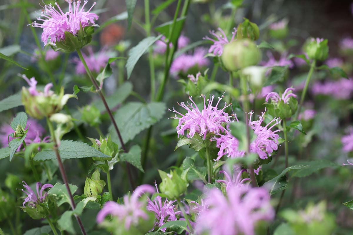 Native Bee Balm: Pollinator-Friendly and Delicious, Too