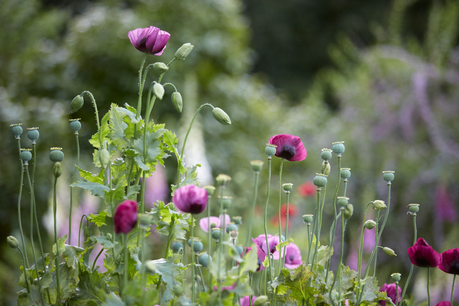 Garden Designer Visit: How James Alexander-Sinclair Uses Color in His Own Garden