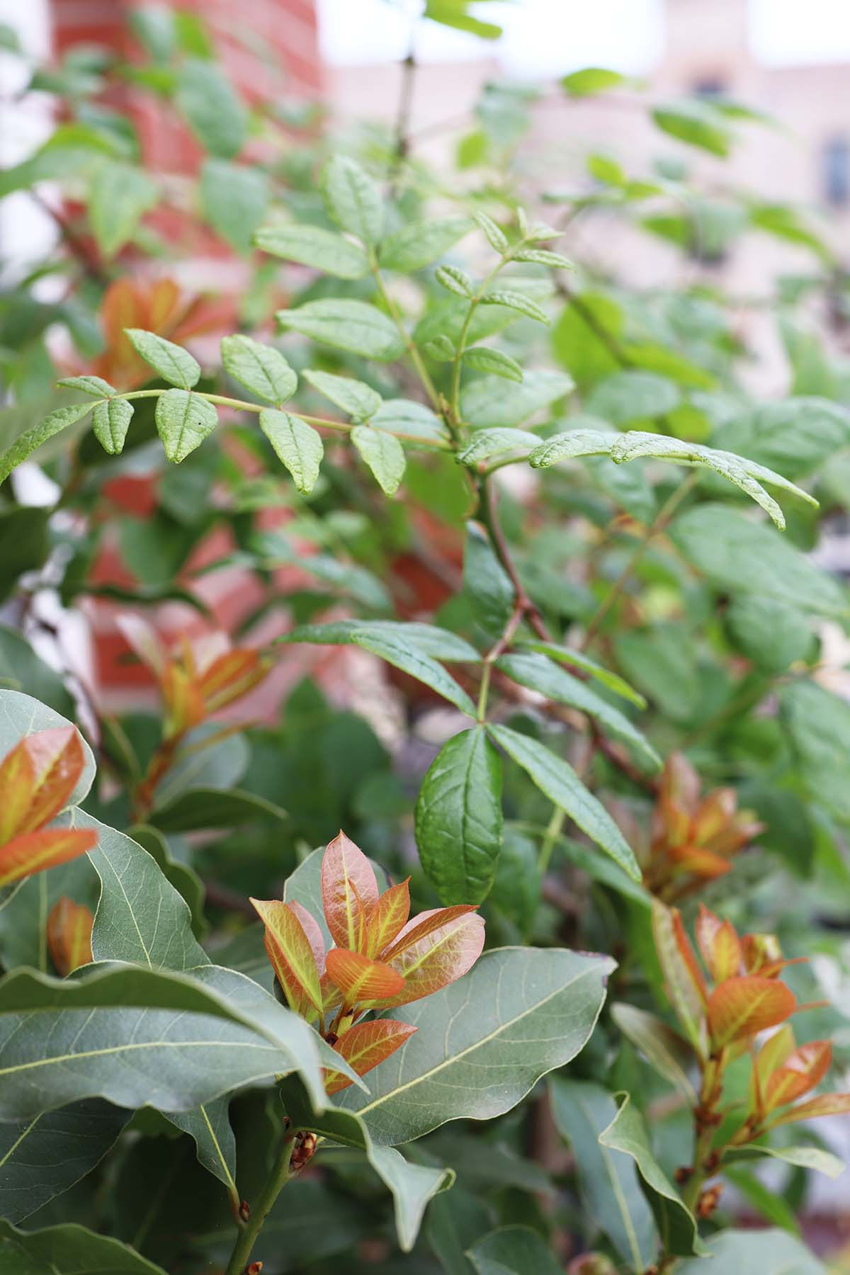 The Indoor Bay Tree: Perfect Houseplant?