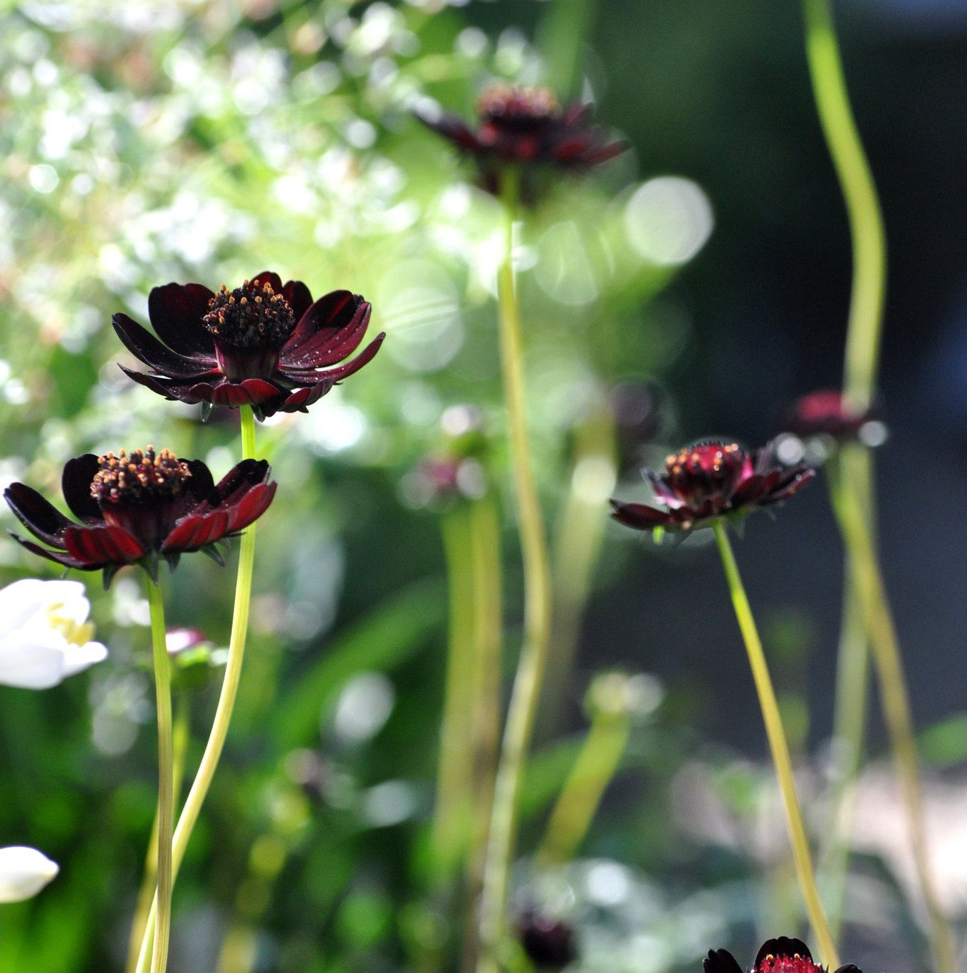 Gardening 101: Chocolate Cosmos