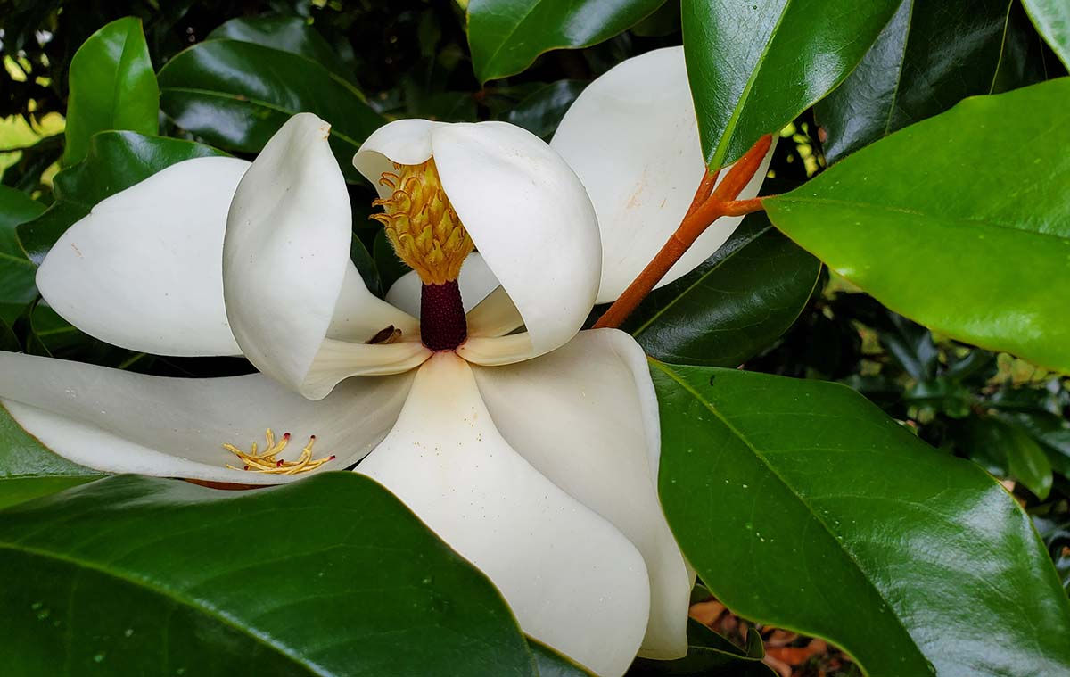 Magnolia Grandiflora: Ancient Flower, Fresh Flavor