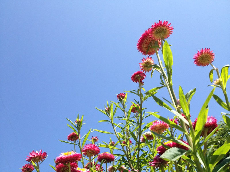 Gardening 101: Strawflower