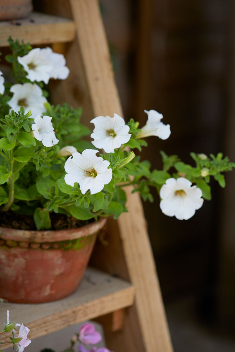 Rethinking Petunias: Style Icons of High Summer (If Only)