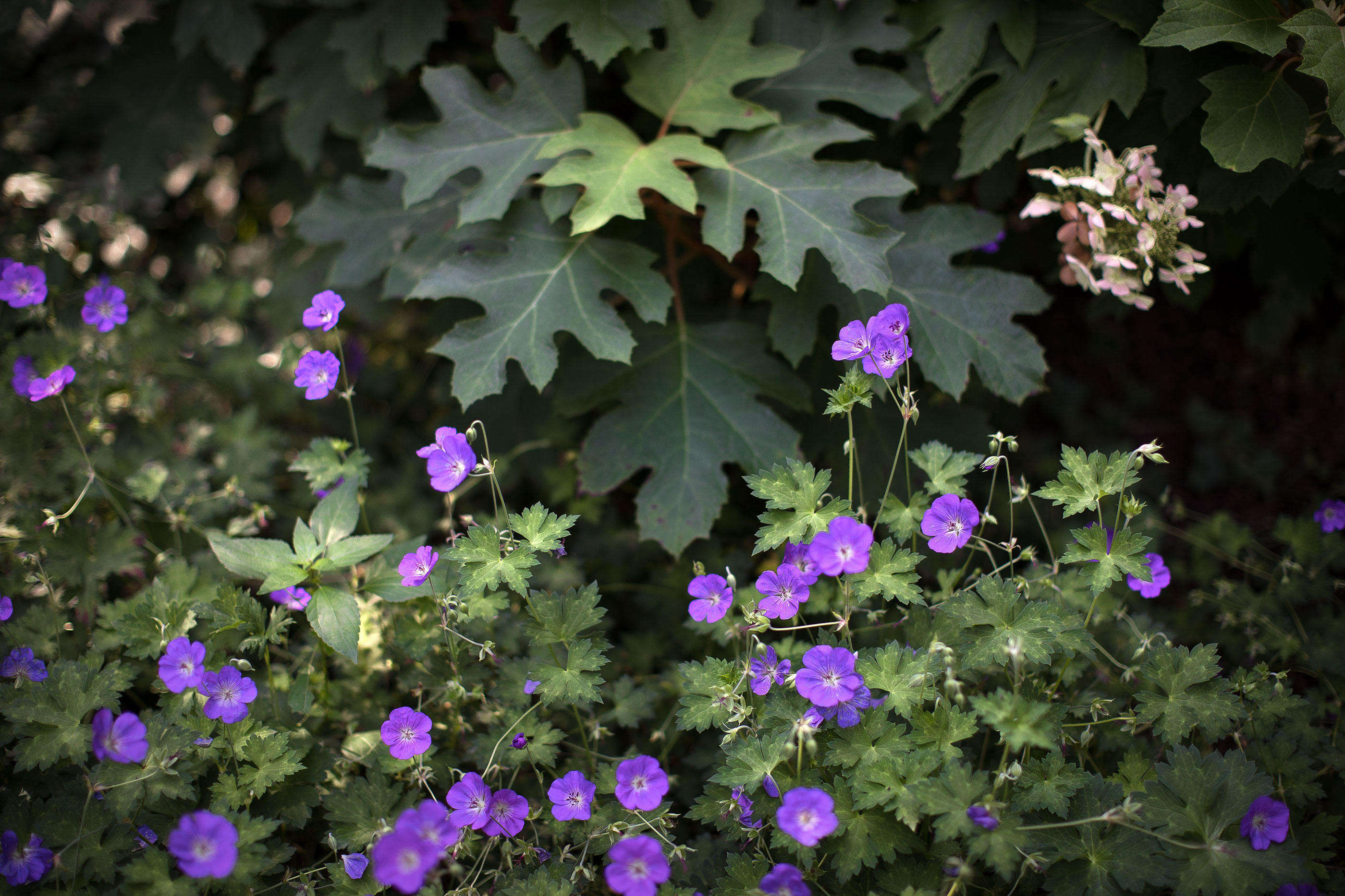 Gardening 101: Ground Covers for Every Landscape