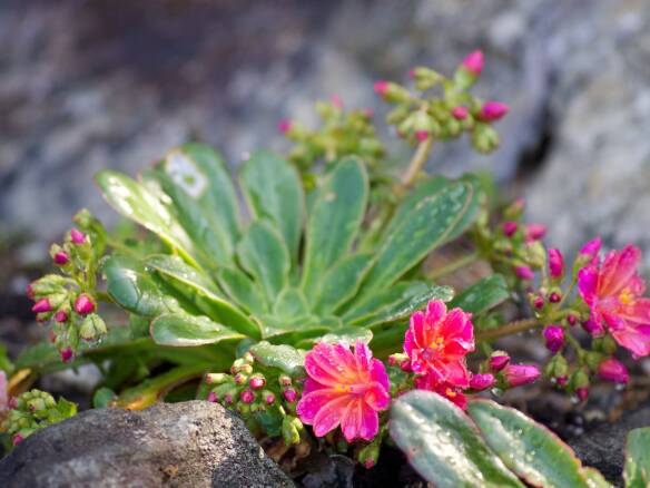 Gardening 101: Strawflower - Gardenista