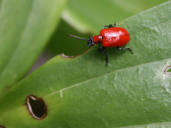 https://www.gardenista.com/wp-content/uploads/2023/05/scarlet-lily-beetle-hobbs-luton-flickr-584x438.jpg?ezimgfmt=rs:392x294/rscb9/ngcb8/notWebP