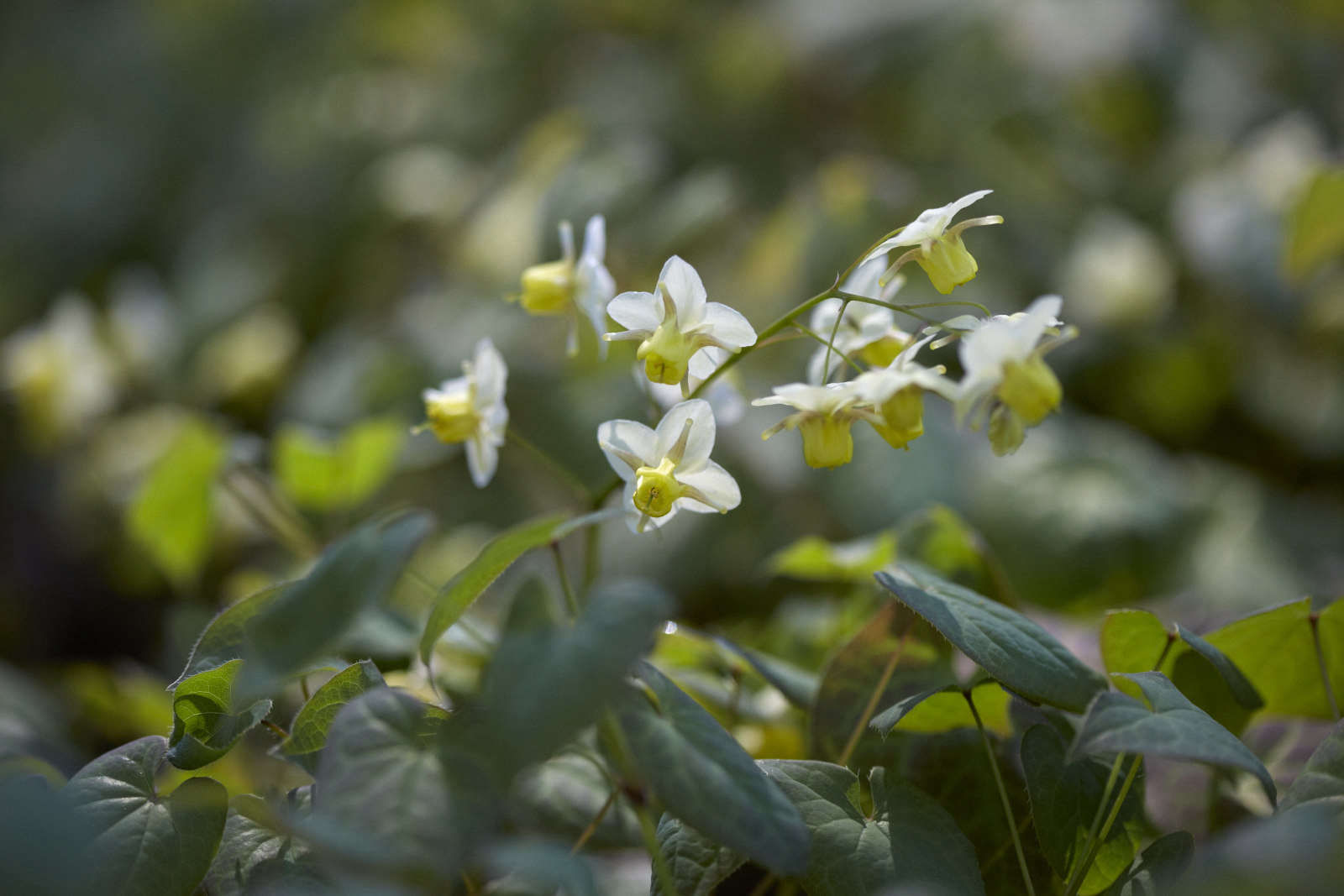 Barrenwort: Growing Guide to Perennial Ground Cover Epimediums