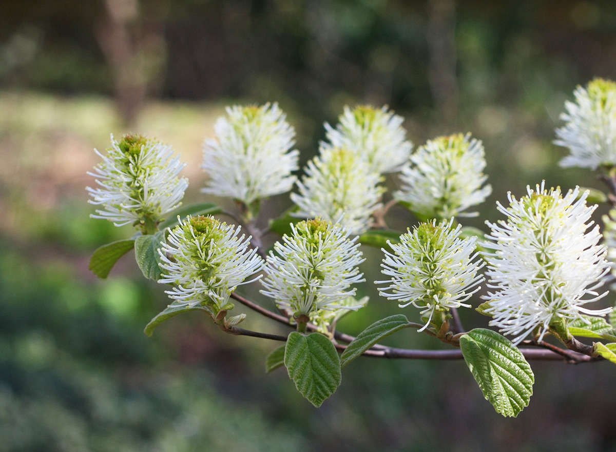 Fothergilla: Planting and Care Tips for a Flowering Deciduous Shrub