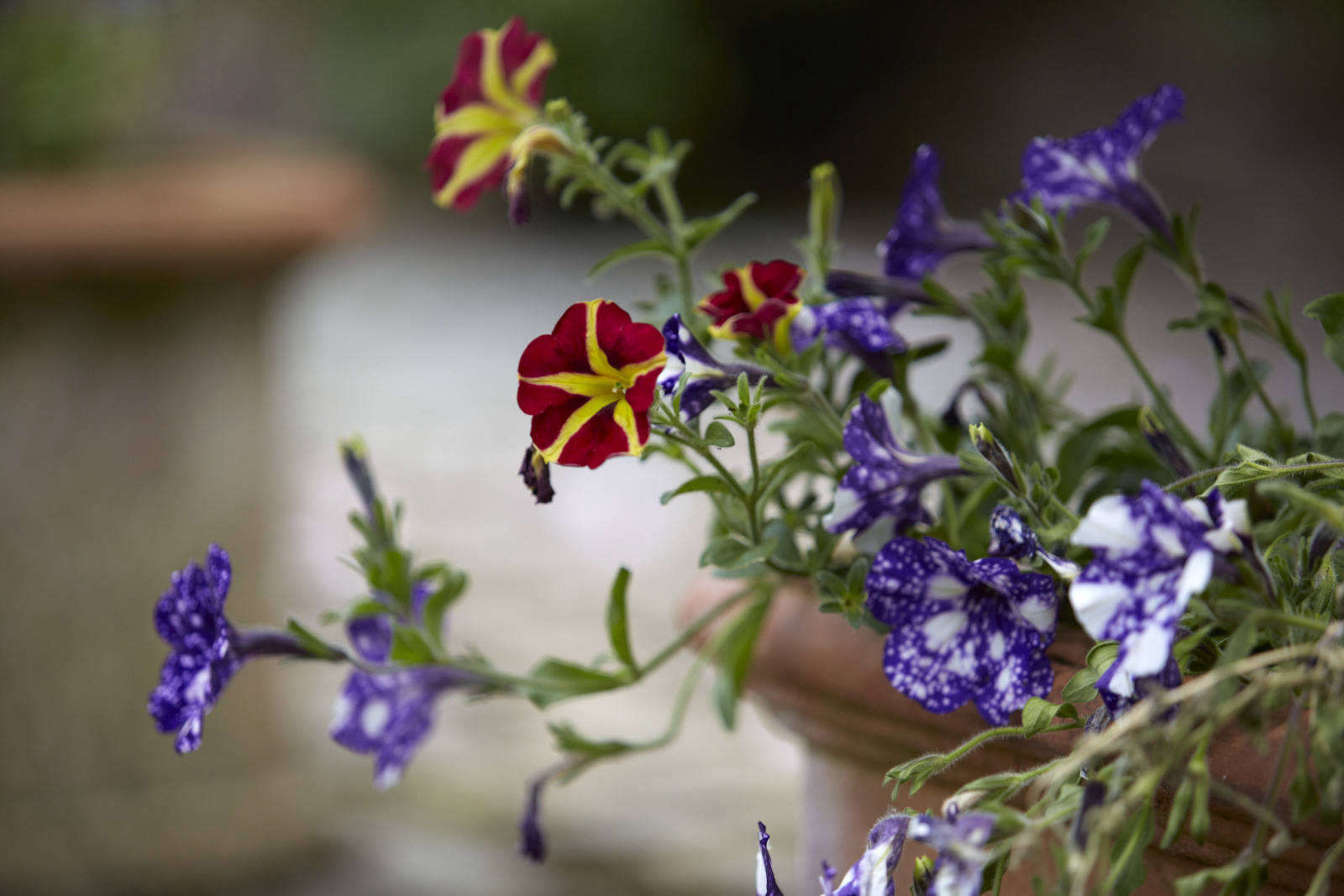 Gardening 101: Petunias - Gardenista