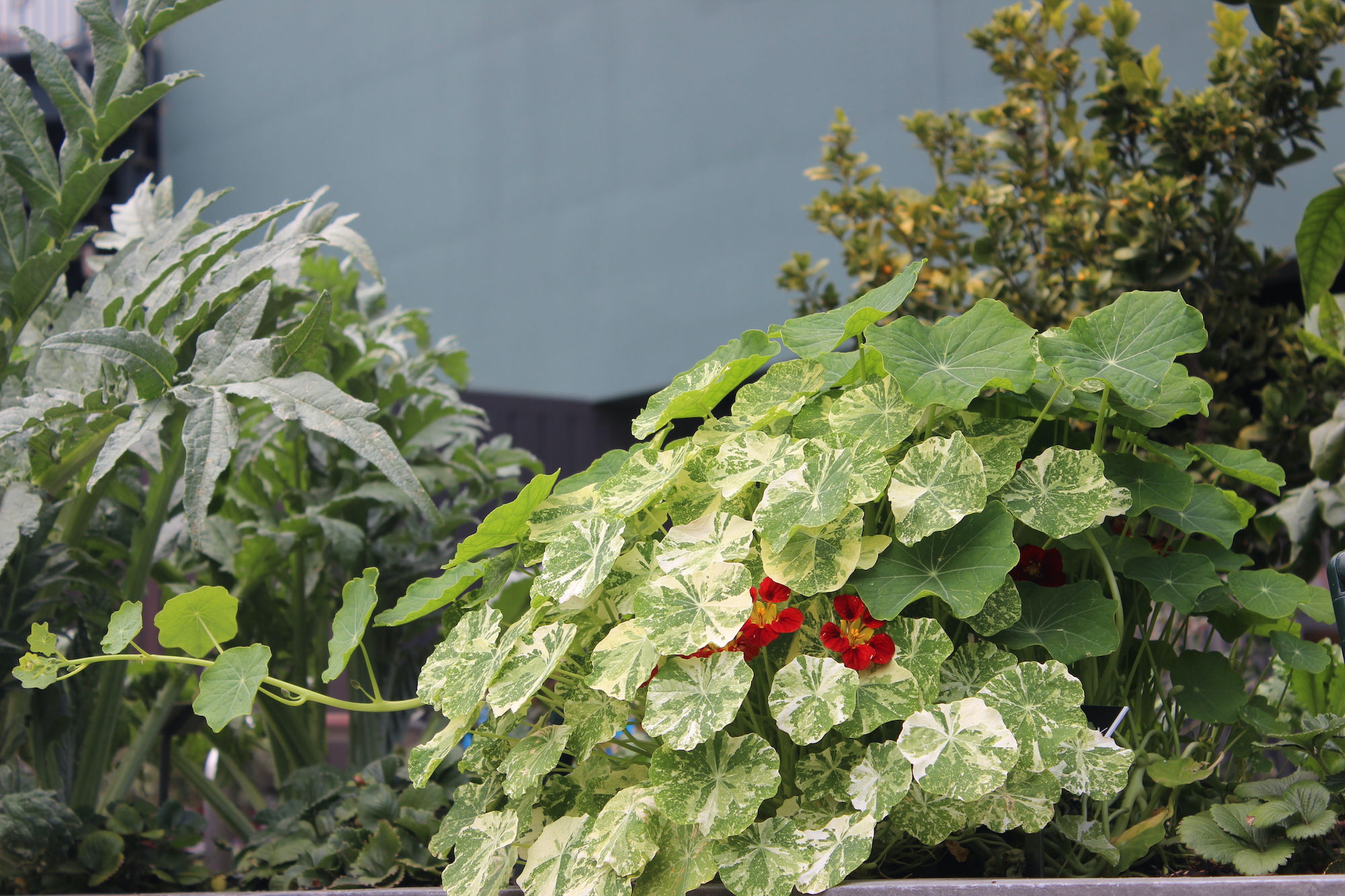 Trap Crops: The Best Plants to Grow to Keep Pests Away from Your Vegetables - Gardenista