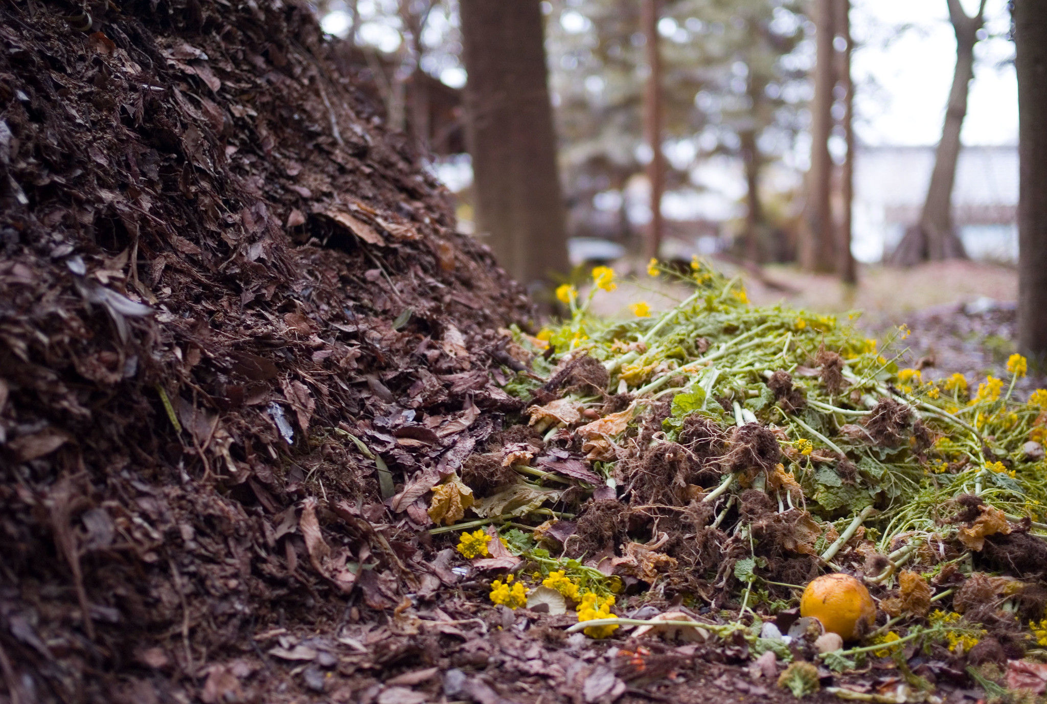 Gardening 101: When to Use Compost, Fertilizer, and Mulch