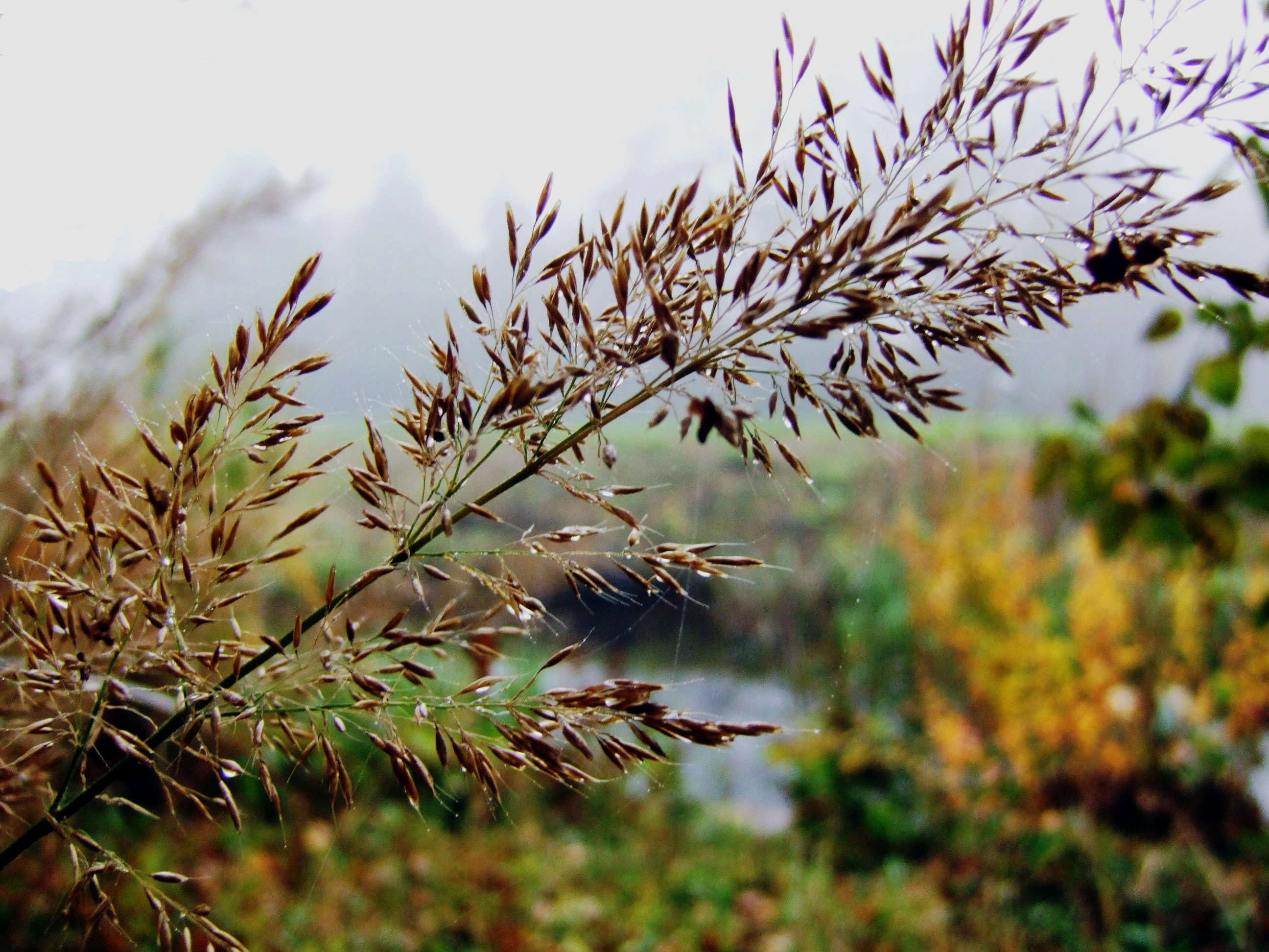 Gardening 101: Feather Reed Grass - Gardenista