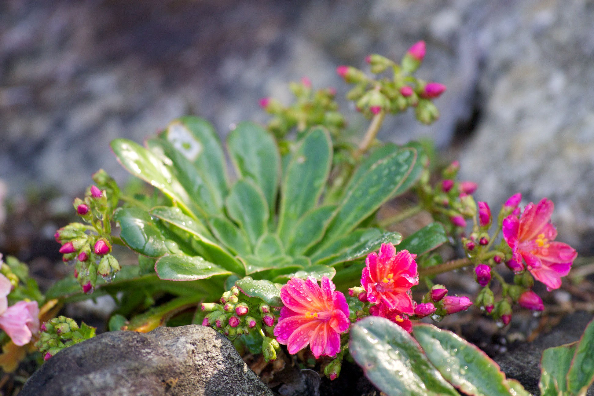 Gardening 101: Cliff Maids Web Story - Gardenista