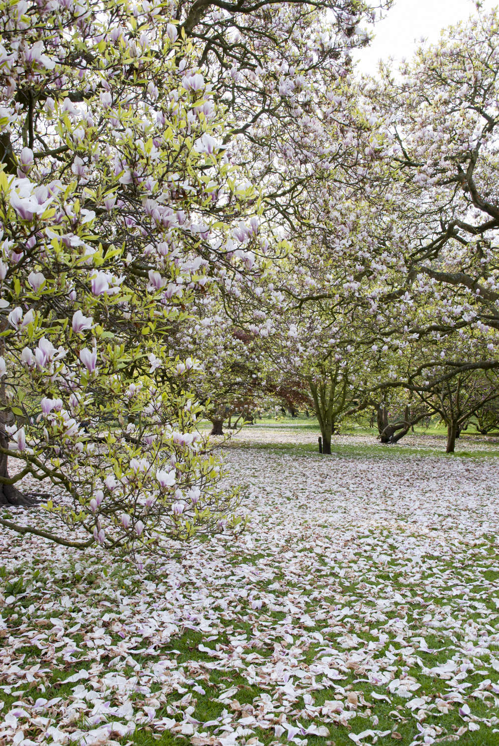 Flowering Magnolias: 7 Favorite Trees to Plant - Gardenista