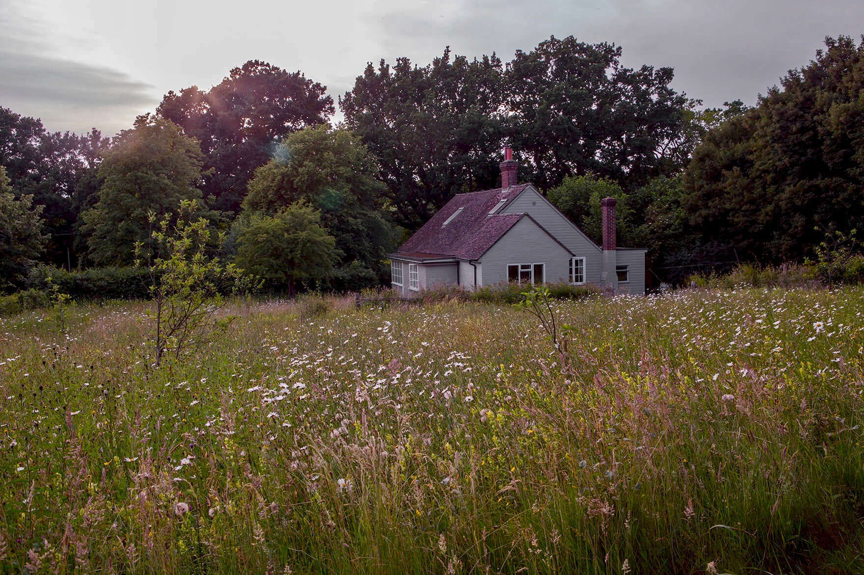 In the Meadow: Wildflowers from Great Dixter and Scribble & Daub - Gardenista