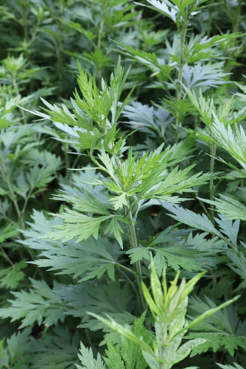 Mugwort is a plant eaten by invasivores - it is an edible herb but is ...