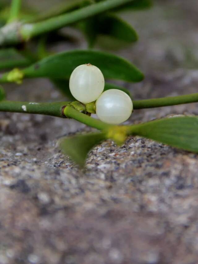 Gardening 101: Mistletoe - Gardenista Web Story - Gardenista