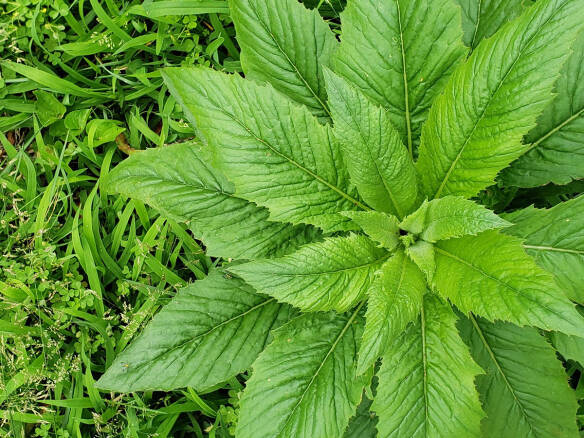 Gardening 101: Lemon Verbena - Gardenista