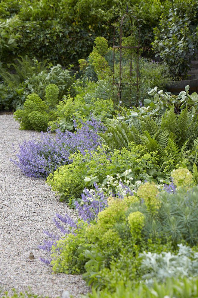 Plants for Paths: How to Use Plants to Soften the Look of Paving
