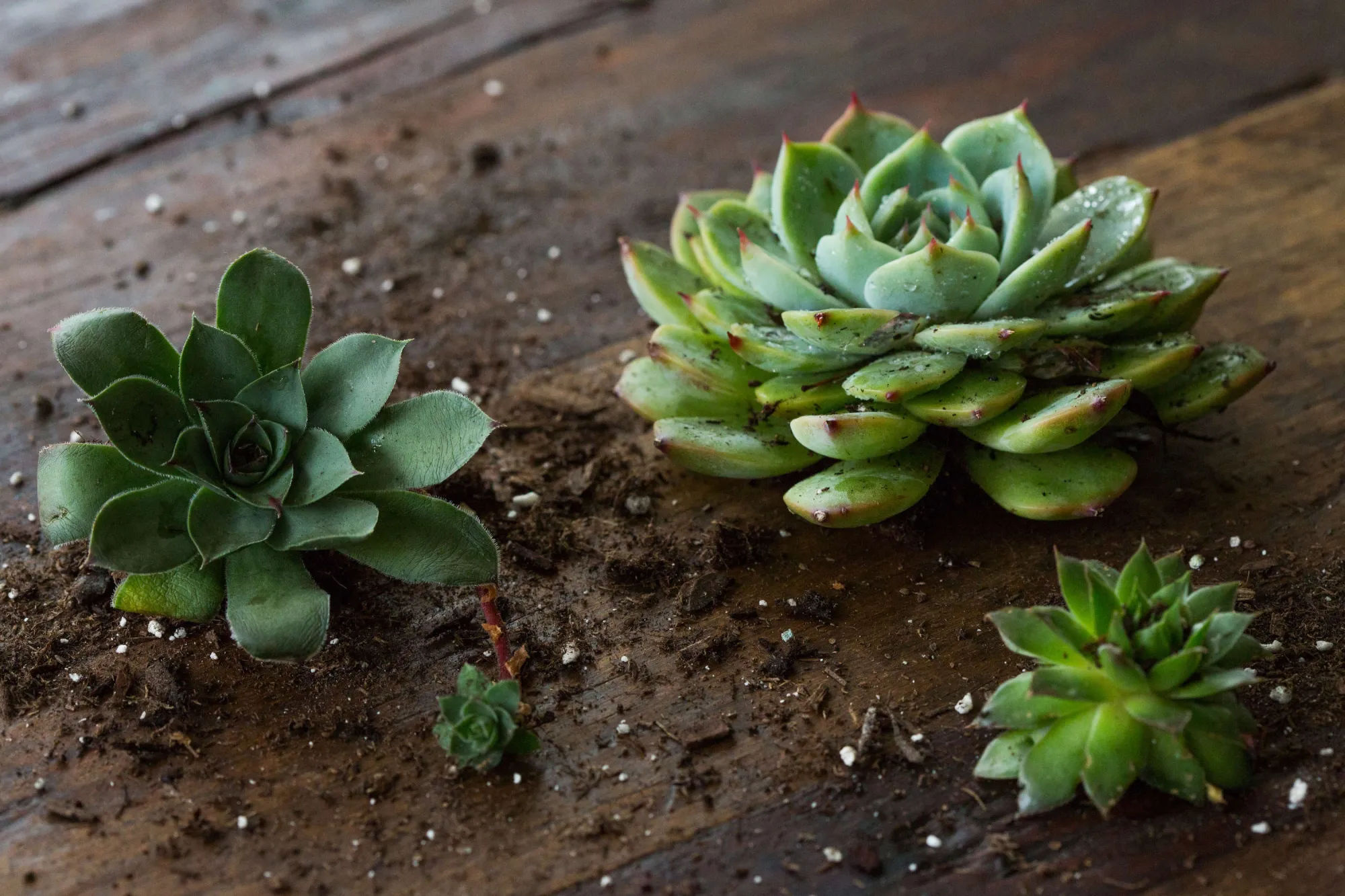 Succulents Explained: How to Identify and Grow Sempervivums - Gardenista