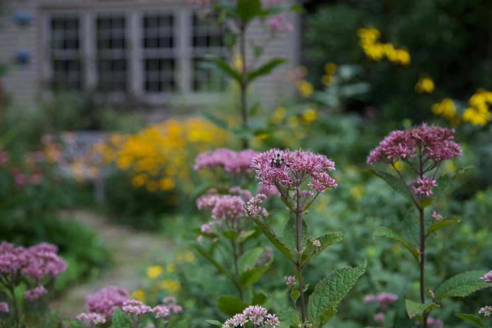 Joe Pye Weed: A Pollinator-Friendly Native Perennial