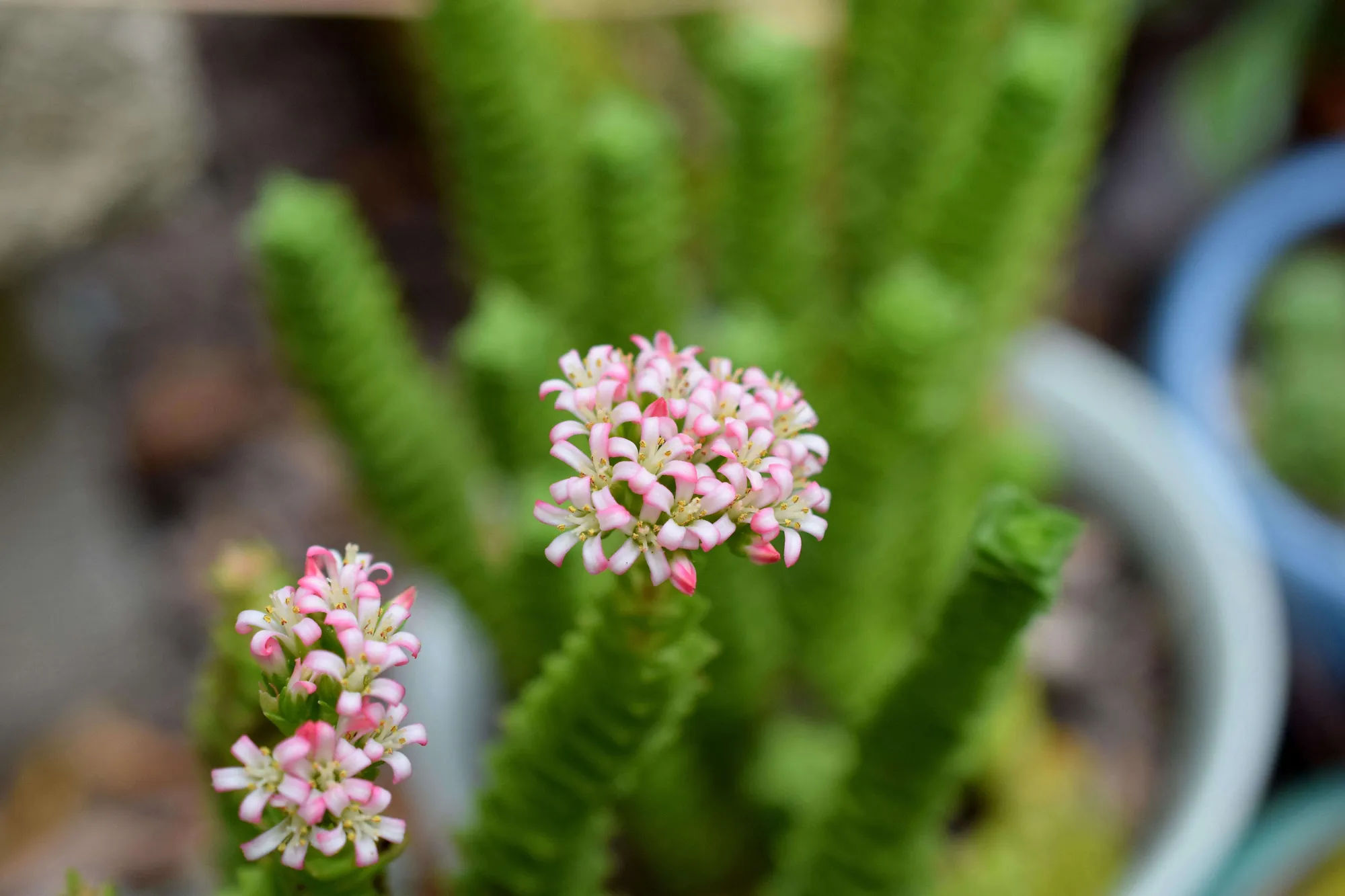 Gardening 101: Crassulas - Gardenista