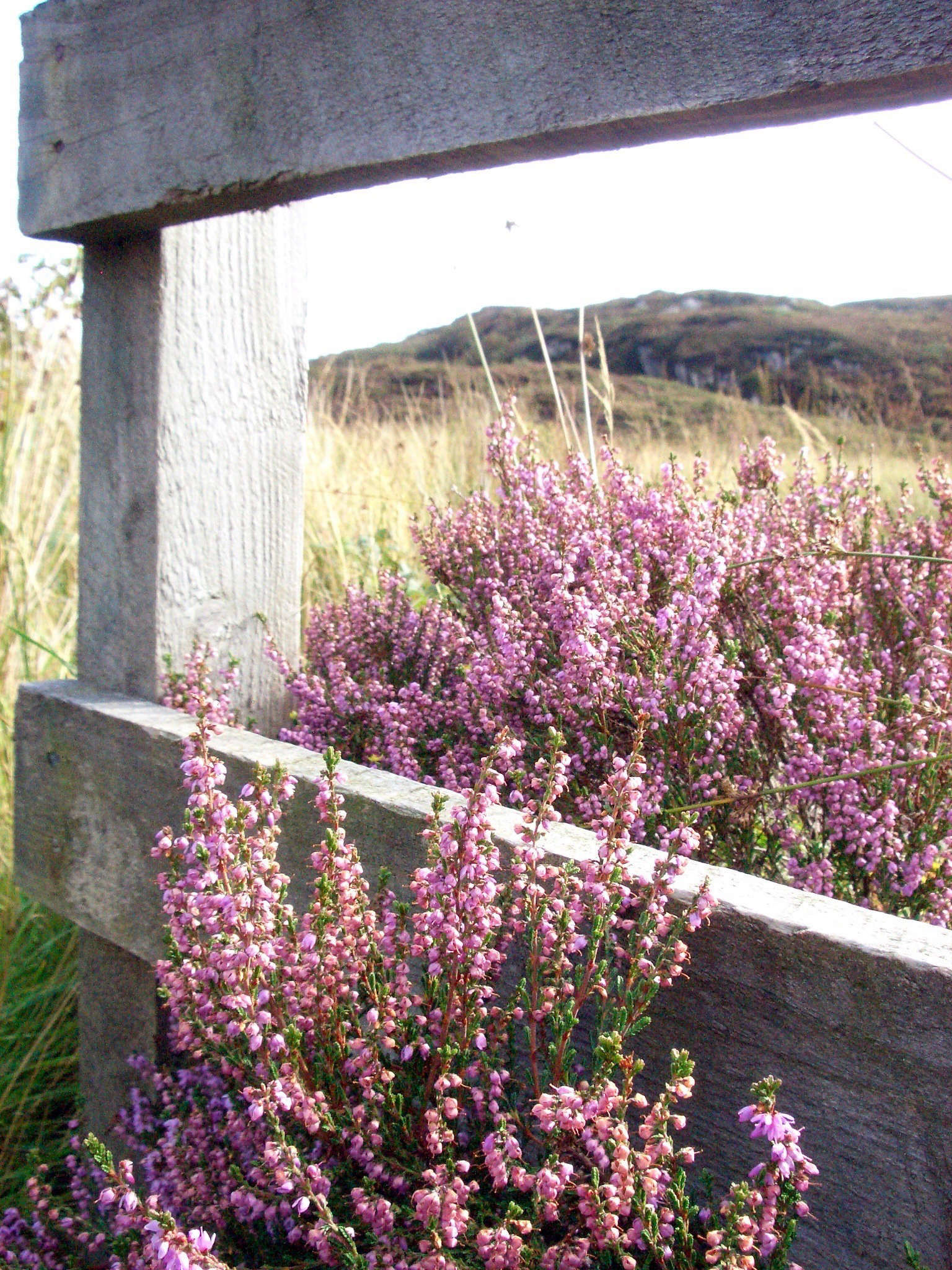 10 Garden Ideas to Steal from Scotland - Gardenista