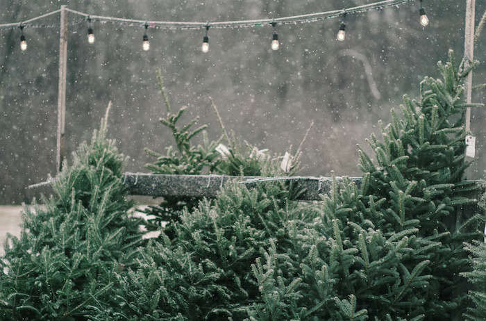 Shopper's Diary: A Christmas Tree Farm in Maine - Gardenista