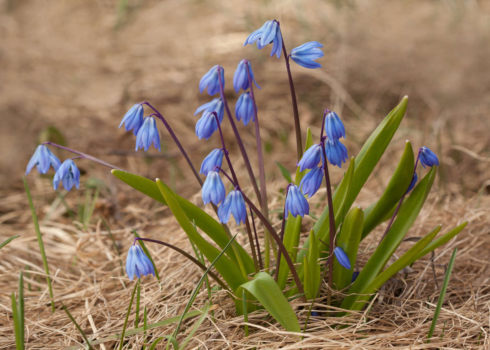 Gardening 101: Siberian Squill - Gardenista