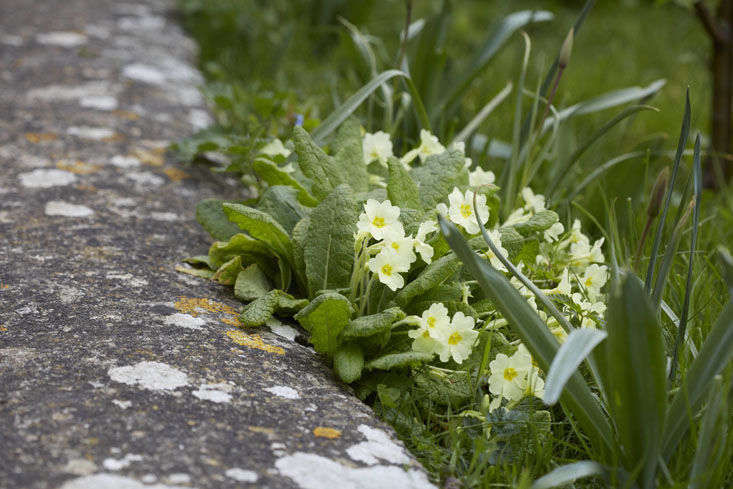 Gardening 101: Primroses - Gardenista