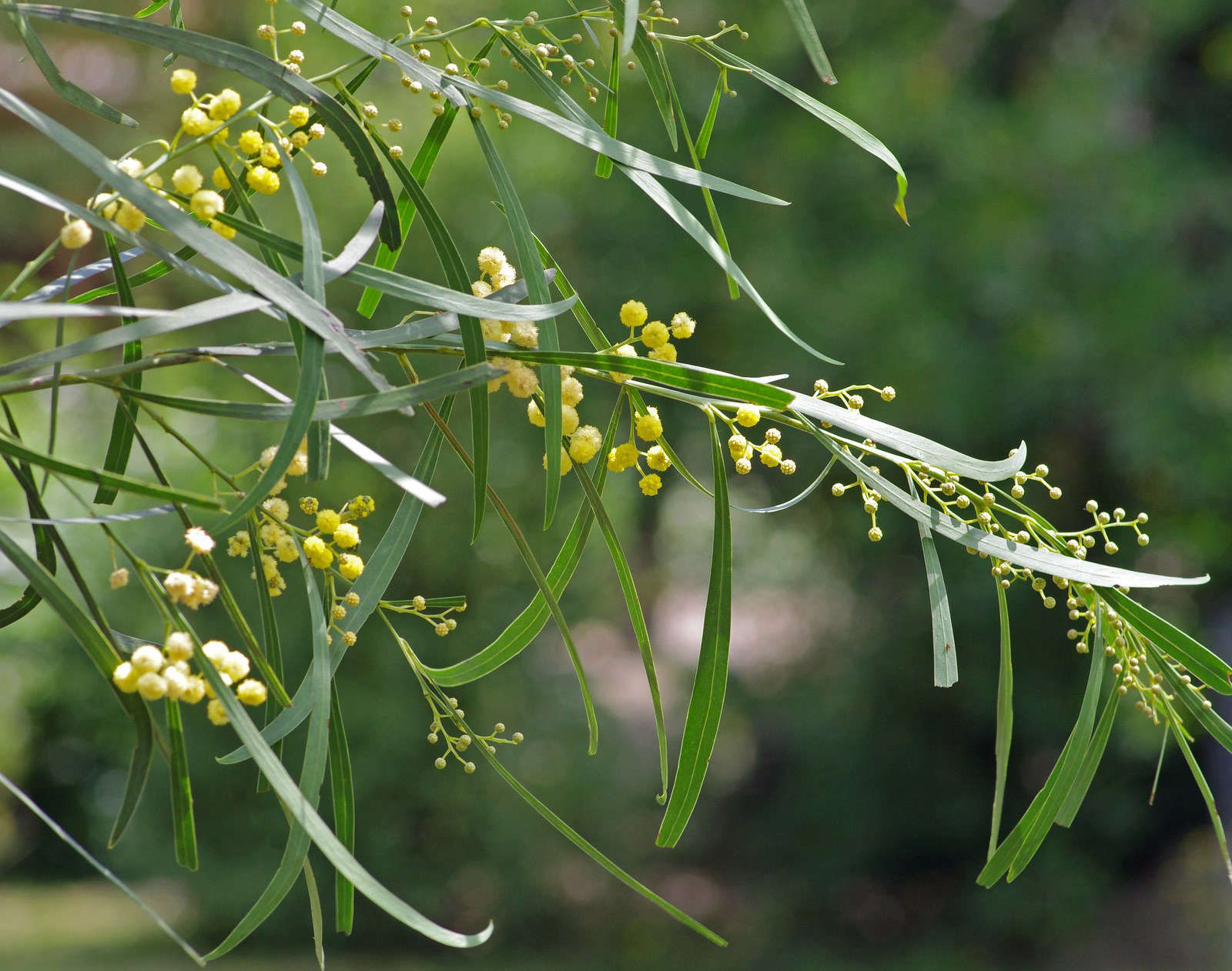 Gardening 101: Acacia - Gardenista