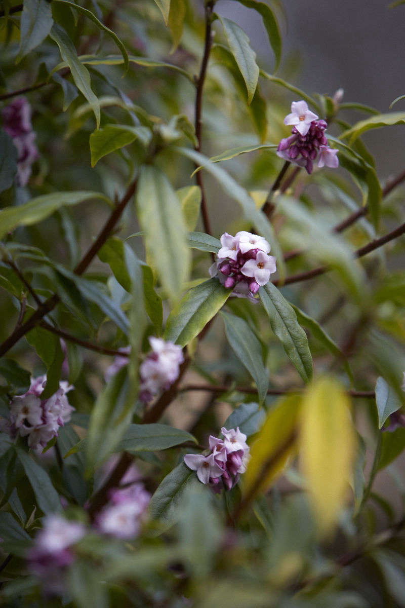 7 Fragrant Favorites: Winter-Flowering Scented Shrubs - Gardenista