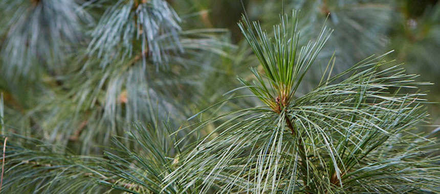 Gardening 101: Pine Trees - Gardenista