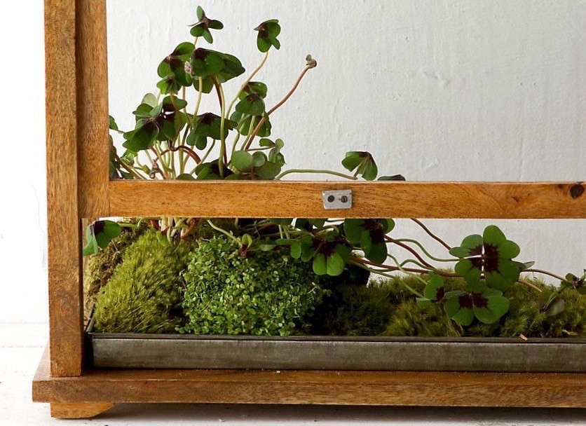 When Terrariums Go Bad: 6 Tips for Troubleshooting (Mold? Yecch) - Gardenista