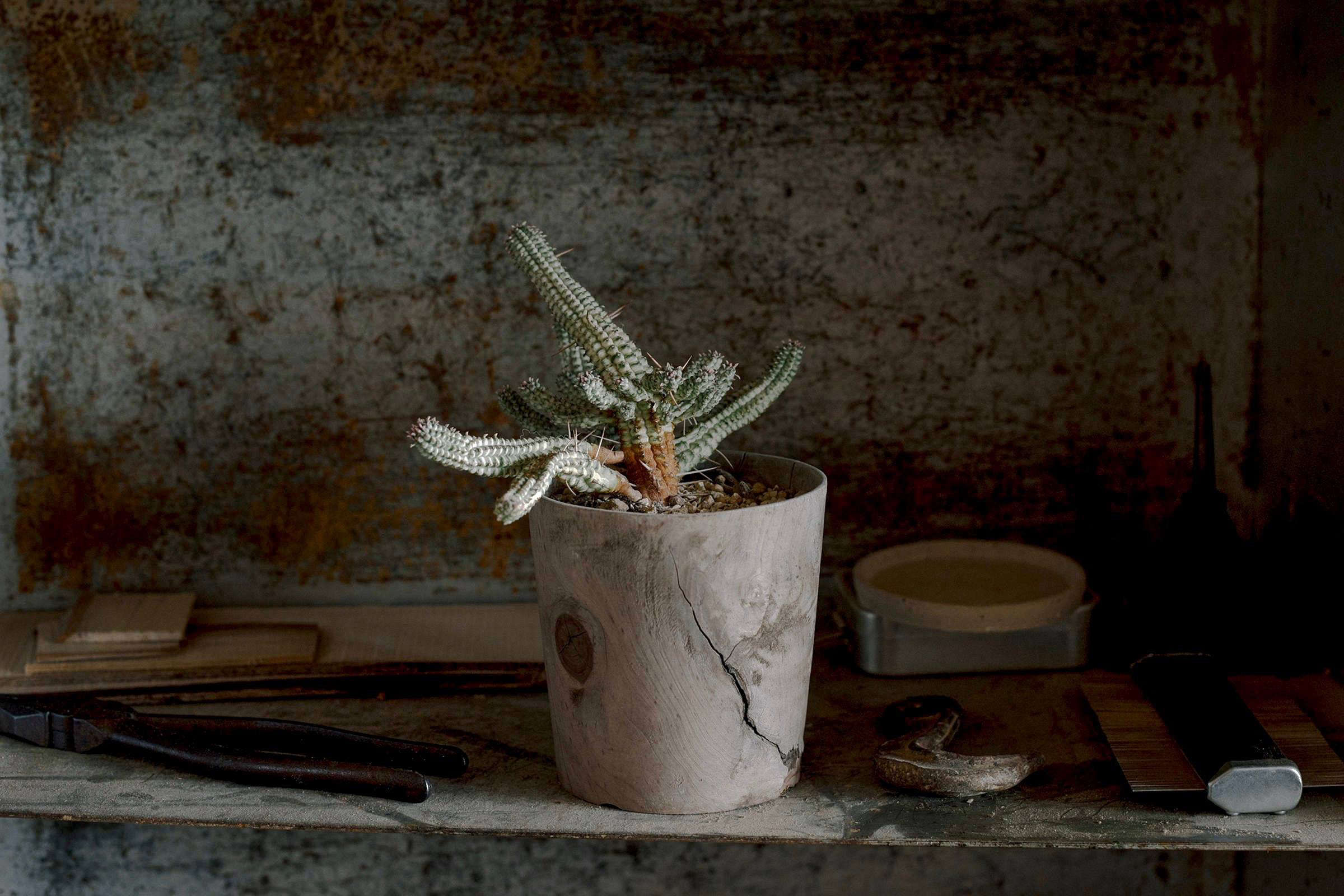 Object of Desire: Timber Pot from Rokurosha - Gardenista