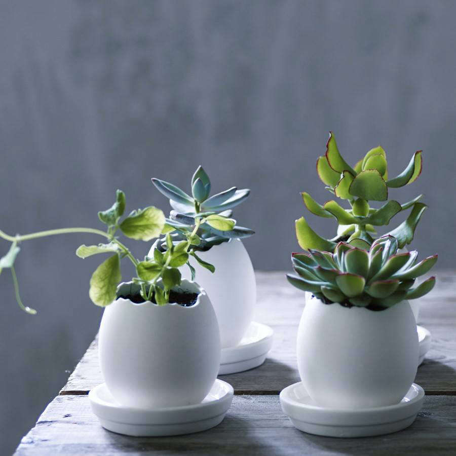 Object of Desire: Plant Pots for Succulents from Rowen & Wren - Gardenista