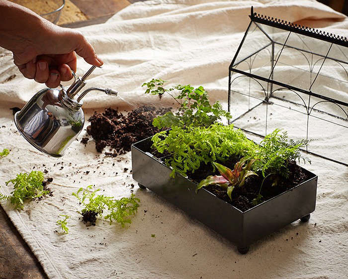 Gardening 101: How to Make a Closed Terrarium - Gardenista