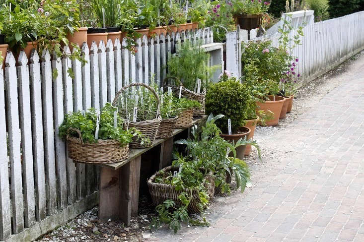 Everything You Need to Know About Herb Gardens - Gardenista