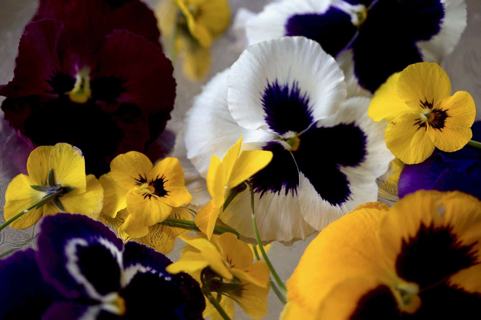 Gardening 101: Pansies - Gardenista