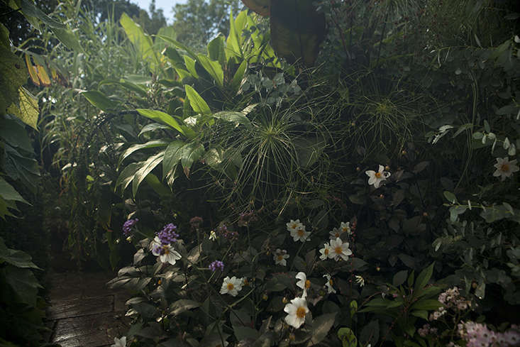 Jungleland: The Exotic Garden at Great Dixter - Gardenista