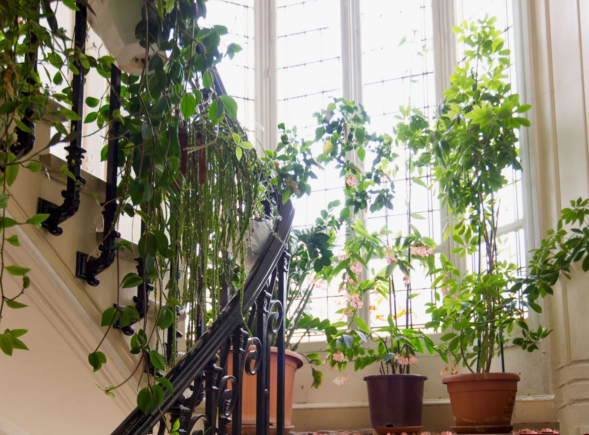 8 Houseplant Ideas to Steal from a Grand Parisian Escalier - Gardenista