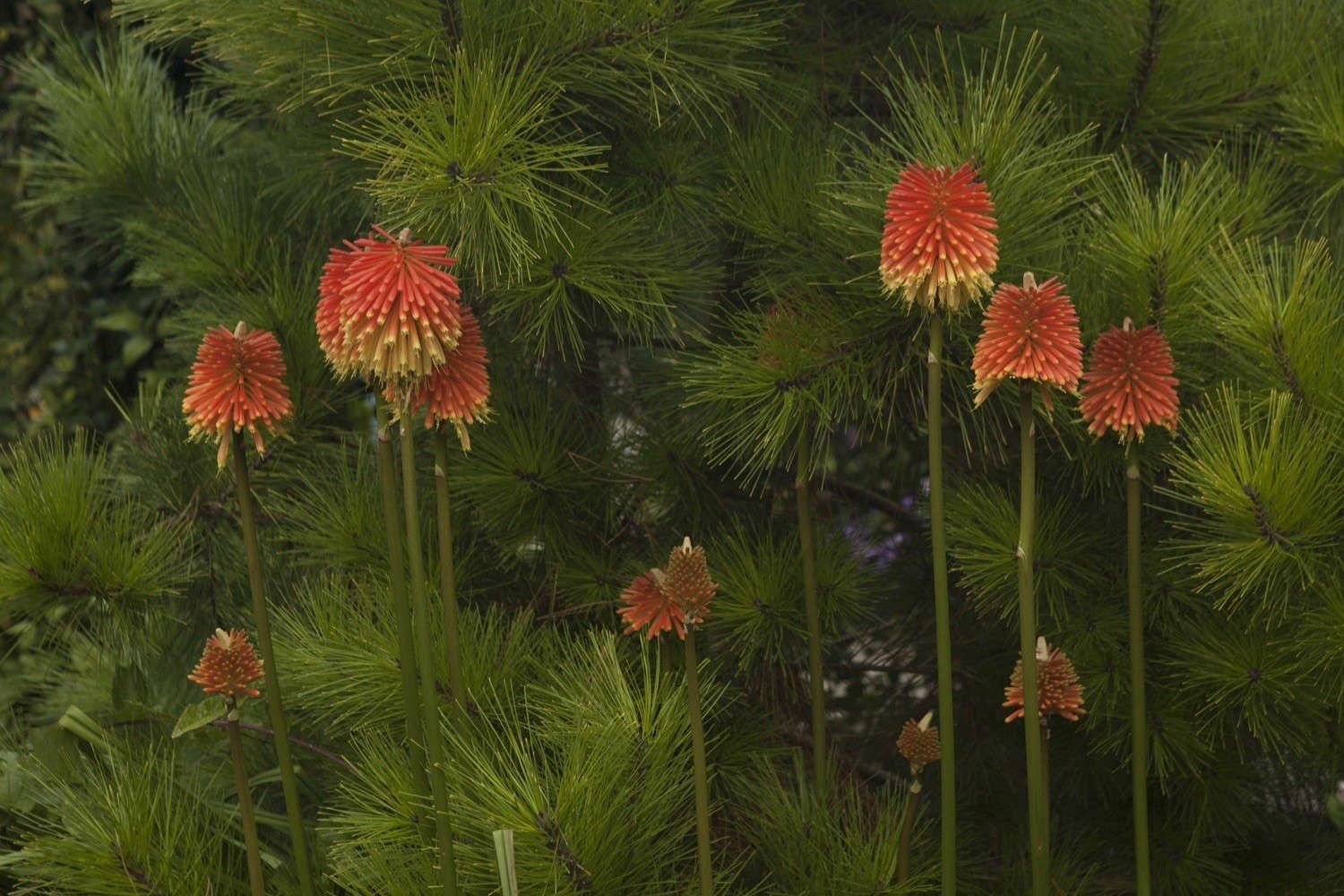 Red Hot Pokers: Rethinking a '70s-Retro Flower - Gardenista