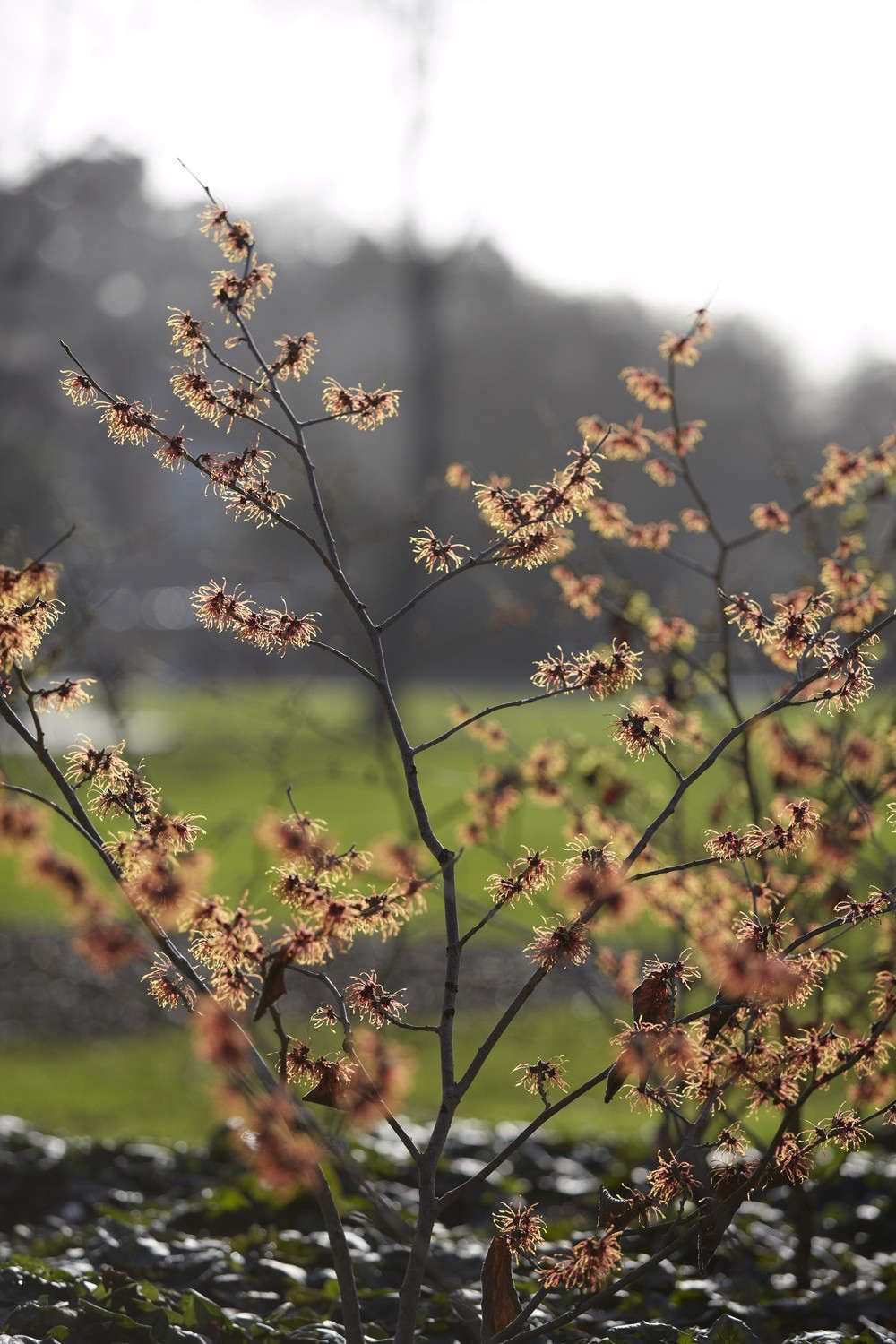 Winter Enchantment: 9 Best Witch Hazels for a Luminous Garden - Gardenista