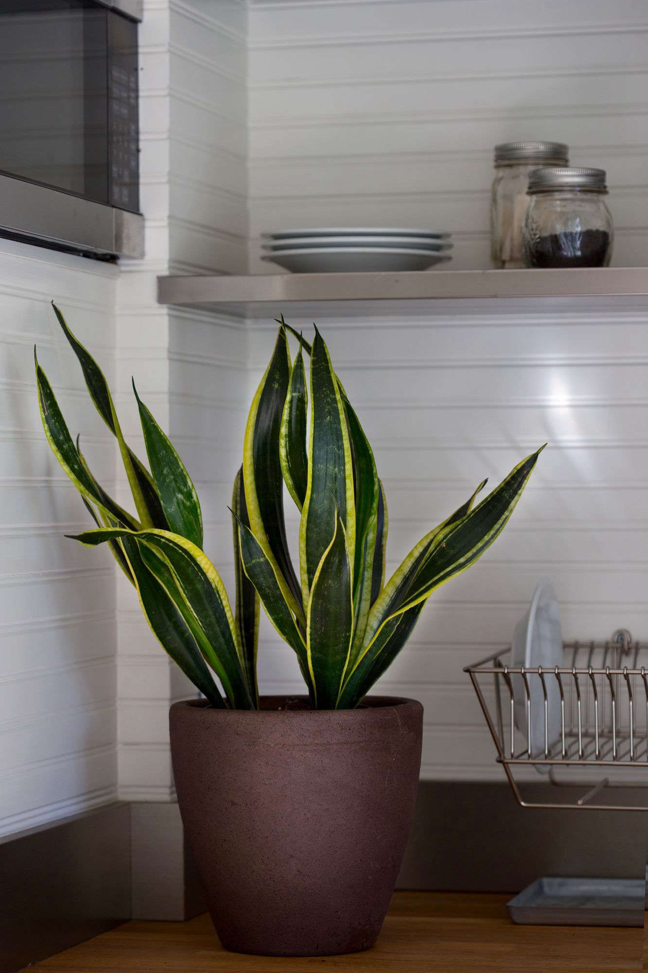 Mother-In-Law's Tongue: Modern Style for a Retro Houseplant - Gardenista