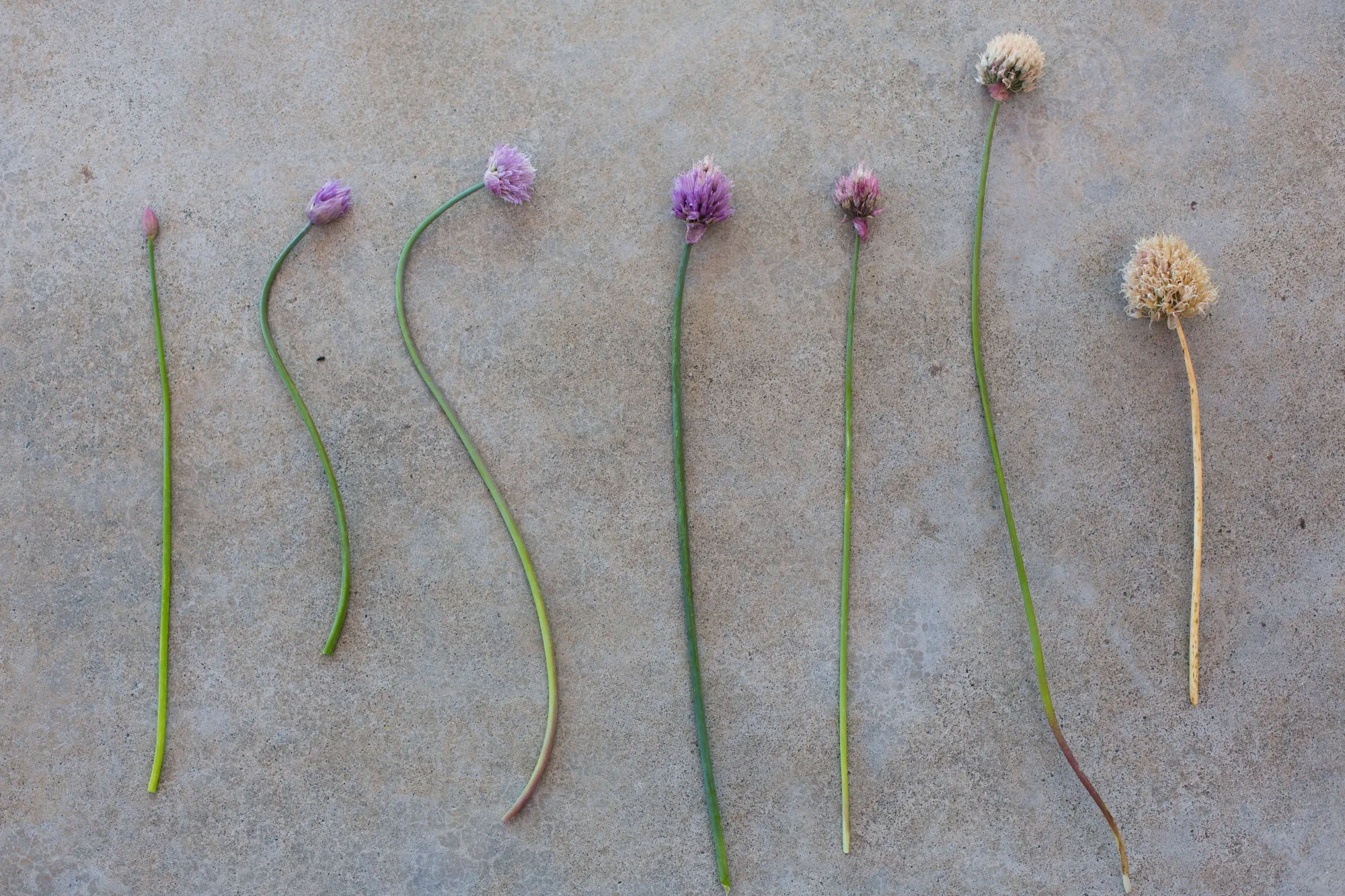 Gardening 101: Chives - Gardenista