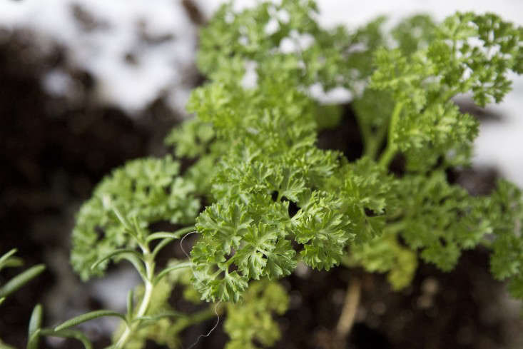 Gardening 101: Parsley - Gardenista