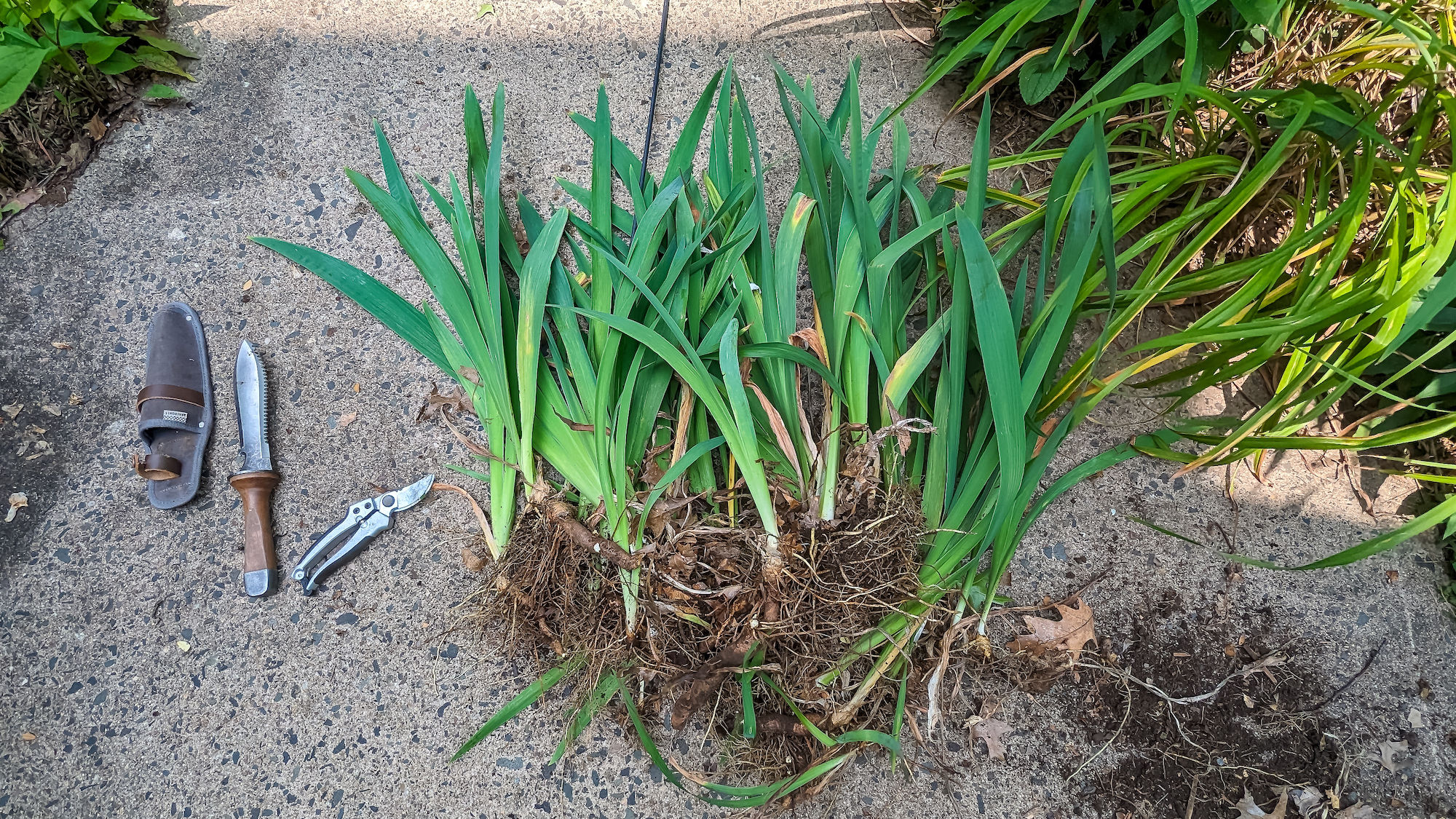 How to Divide Tall Bearded Irises: Step by Step Directions