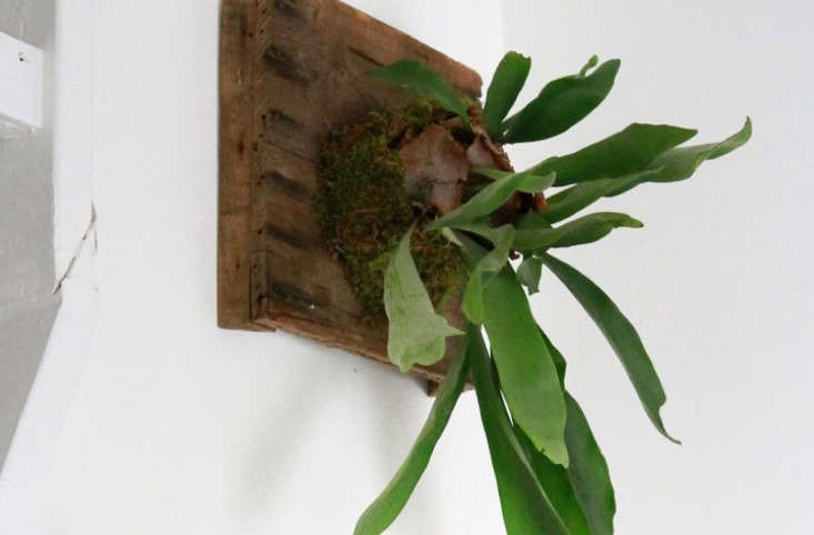 The Fern and I: How to Hang a DIY Staghorn Fern - Gardenista